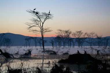 gri taç Vinçler bir ağaca naivasha Gölü kenya üst