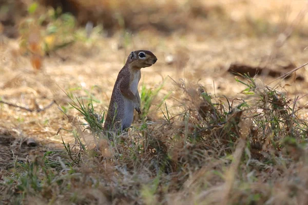 Una ardilla sonriente en el parque nacional de juegos Samburu Kenya — Foto de Stock