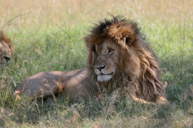 kenya masai mara Ulusal scarface ile güzel bir Aslan Parkı 