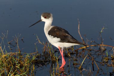 bir siyah kanatlı Uzunbacak naivasha Gölü Milli maçında park kenya