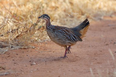 kestane karınlı bağırtlak samburu Ulusal oyun parkı