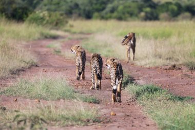 kenya Afrika masai mara Ulusal oyunda avcılık çitalar ailesi park