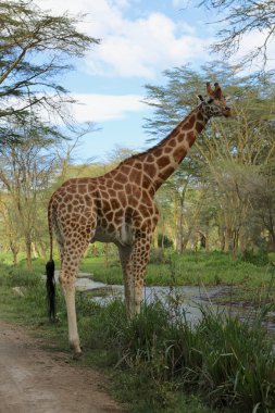 bir zürafa yaklaşık bir nehir naivasha Ulusal oyunu çapraz kenya park etmektir.