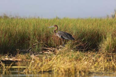 goliath heron baringo Gölü Milli Parkı kenya
