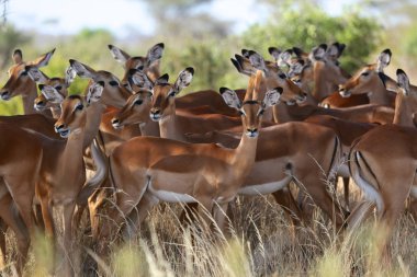 kenya samburu Ulusal oyun impalas bir grup park