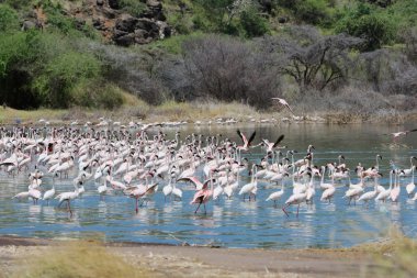 çok sayıda küçük flamingolar bogoria göl kenya