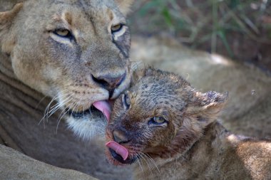 bir dişi aslan yalama naivasha Gölü Milli maçında bebek mi kenya park