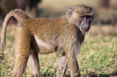 küçük bir savana babun naivasha Gölü Milli oyun parkı