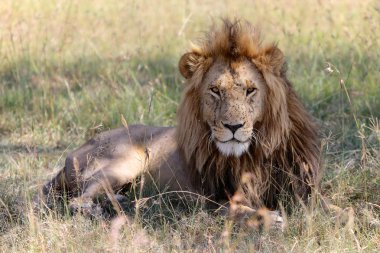 kenya güzel bir aslan masai mara Ulusal Parkı 