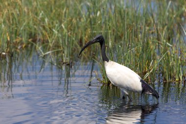 Kutsal bir Ibis Naivasha Gölü Milli oyunda avcılık kenya park