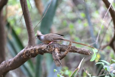 specked mousebird baringo Gölü Milli Parkı Kenya