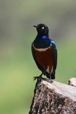 bogoria Gölü Milli Parkı kenya, muhteşem bir sığırcık