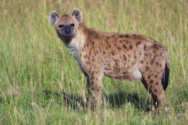 benekli sırtlan masai mara Ulusal oyun parkı 