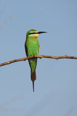 baringo Gölü Milli Parkı Kenya swallow-tailed bir arı kuşugiller