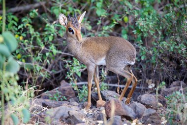 çok sevimli bir dik-dik bana bogoria Gölü Milli Parkı nda kenya bakıyor