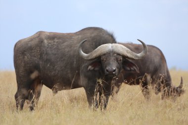 kenya manda masai mara Ulusal oyun parkı