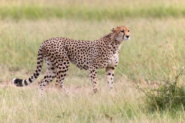 Harika çita av masai mara ulusal park kenya