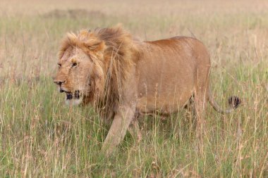 Harika bir aslan-masai mara Ulusal Parkı 