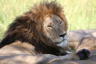 Harika bir erkek aslan dinlenme masai mara geçiriyor