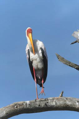 Sarı bir fatura stork oyun parkı kenya