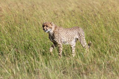 Genç çita av masai mara oyun parkı