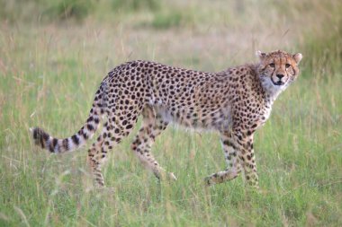 masai mara bir genç çita av