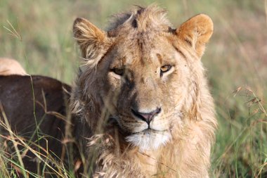 masai mara Ulusal oyun parkı içinde kalan sahip genç bir aslan