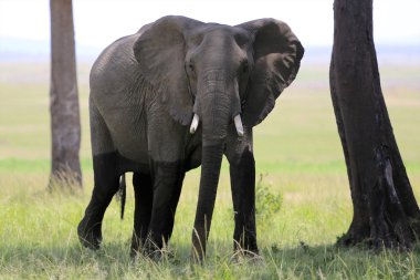 bir fil masai mara Ulusal Parkı bana bakıyor