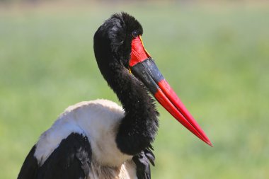 portre eyer - gagalı leylek samaburu Milli Parkı