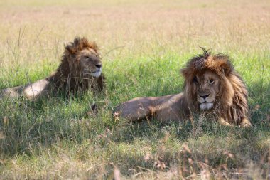 masai mara Ulusal Park'ta iki güzel aslan