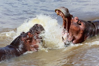 Masai mara Ulusal Oyun Parkı'nda savaşan iki hipopotam 