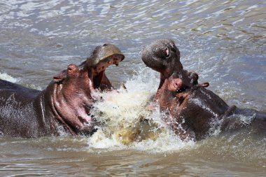 Masai mara ulusal parkında kavga iki hipopotam 