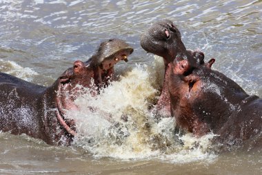 Masai mara parkında kavga iki hipopotam 