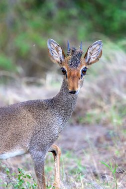 çok şirin dik-dik bogoria Gölü Milli Parkı bana bakıyor