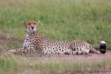 Harika cheetah dinlenme masai olan mara Ulusal Parkı kenya