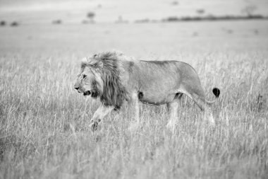 siyah beyaz harika aslan savana masai mara Ulusal Parkı 