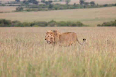 kenya harika aslan savana masai mara Ulusal Parkı