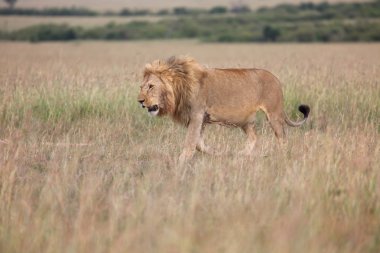 savanna masai mara Ulusal Parkı içinde harika aslan 
