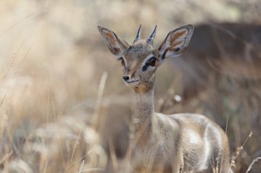 kenya samburu Milli maçında genç dik-dik park