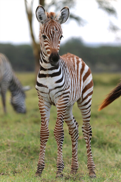 a baby zebra in naivasha lake national game park kenya