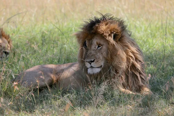 Een mooie leeuw met een scarface op de masai mara nationaal park Kenia — Stockfoto