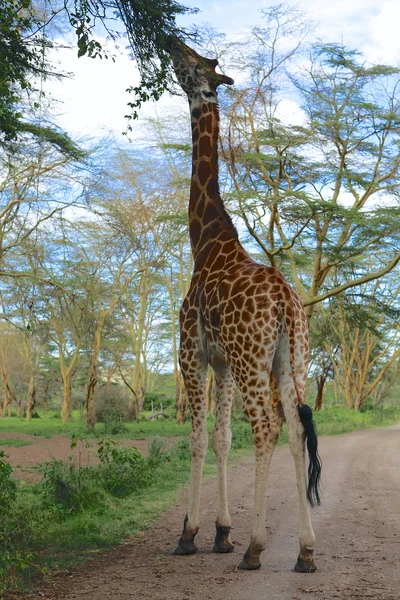 ナイバシャ湖ゲームで木を食べる大きなキリン公園ケニア — ストック写真