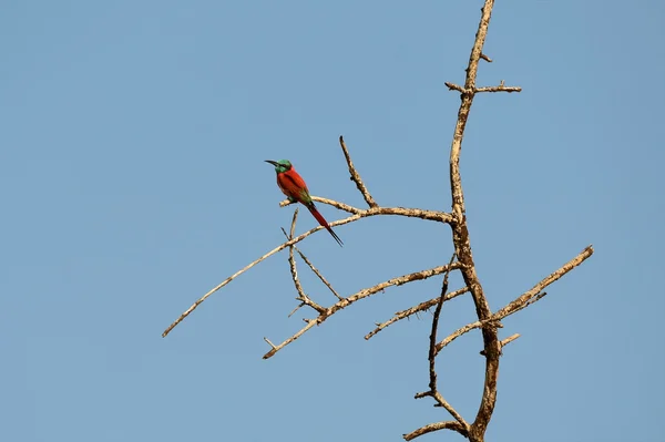 Carmin bee eater, w górnej części drzewa na jezioro bogoria Parku Narodowego Kenii — Zdjęcie stockowe