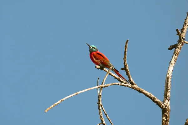 A carmin bee eater at the top of a tree at bogoria lake national park — Stock Photo, Image