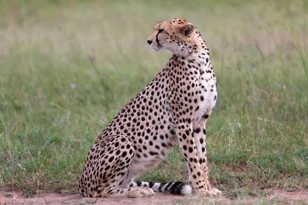 Uma chita que descansa no parque nacional Masai mara kenya — Fotografia de Stock