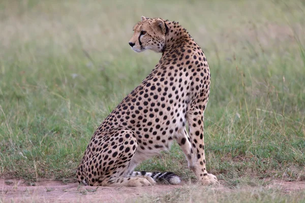 Un guepardo descansando en el parque nacional Masai mara — Foto de Stock