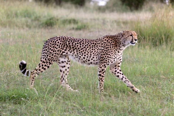 Gepard polowania w masai mara — Zdjęcie stockowe