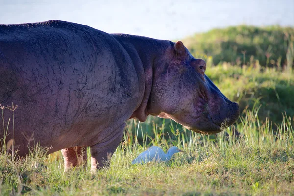 Um hipopótamo comum com uma garça no parque nacional do lago Naivasha — Fotografia de Stock