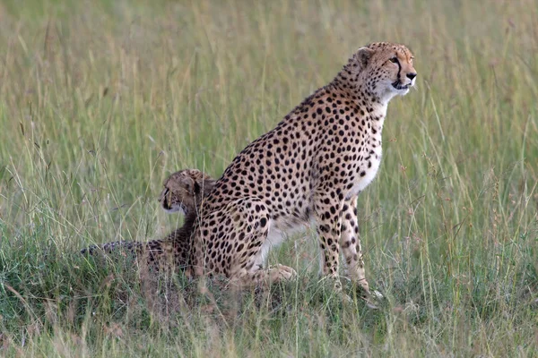 Rodzina gepardy polowanie w grę park narodowy masai mara — Zdjęcie stockowe