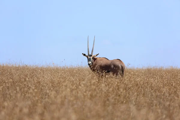 Un gemsbok nell'erba al parco nazionale di salburu kenya — Foto Stock